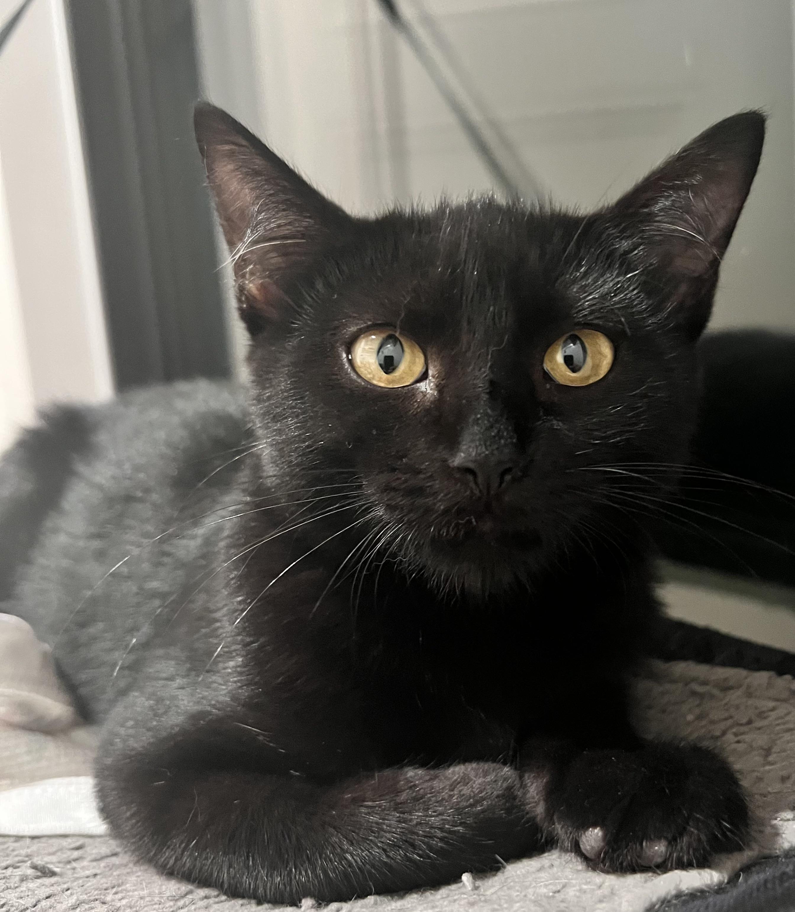Enlarge Salem, a Adoptable Domestic Short Hair in Columbia, MO image 1/4