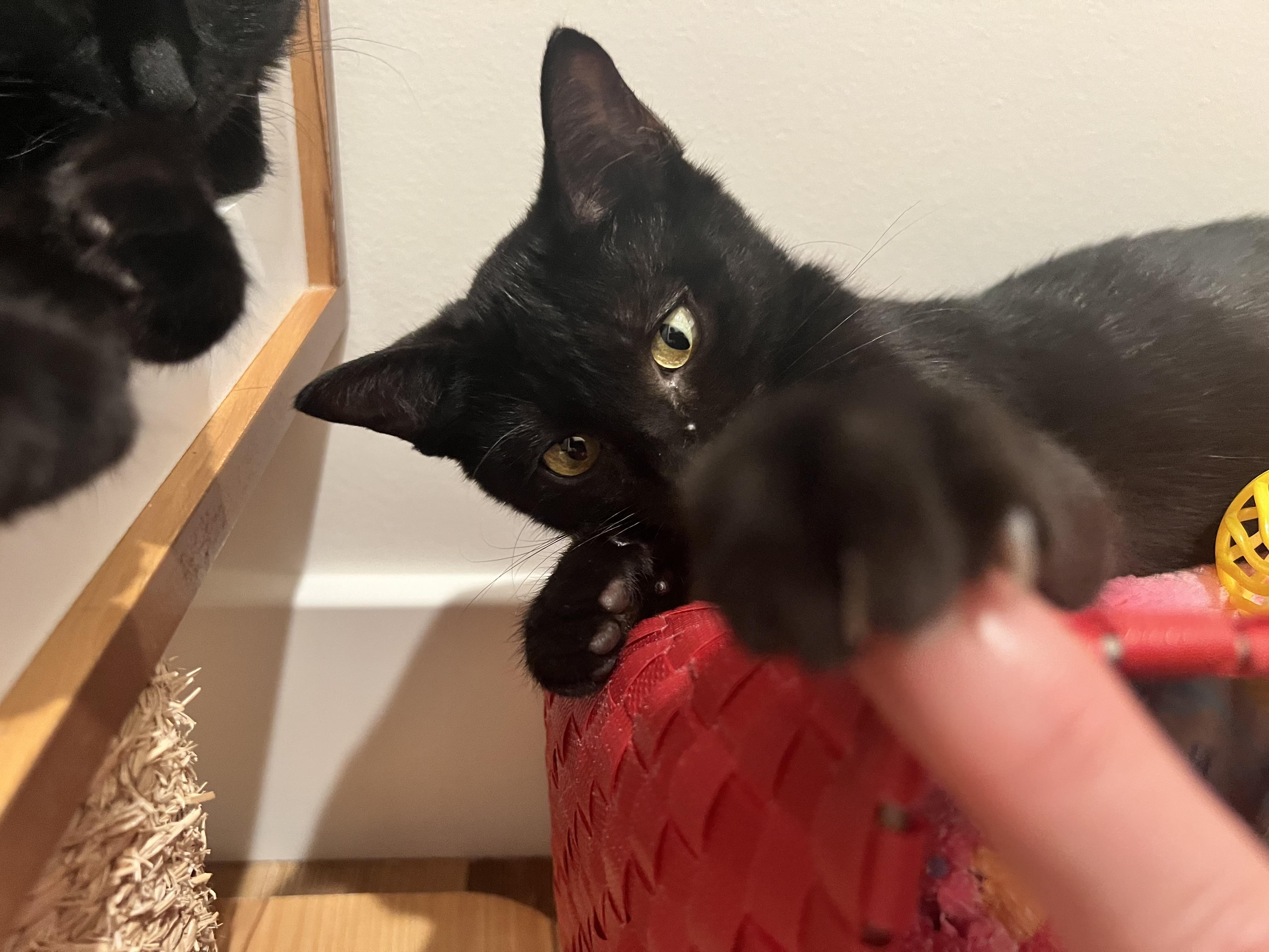 Enlarge Salem, a Adoptable Domestic Short Hair in Columbia, MO image 3/4