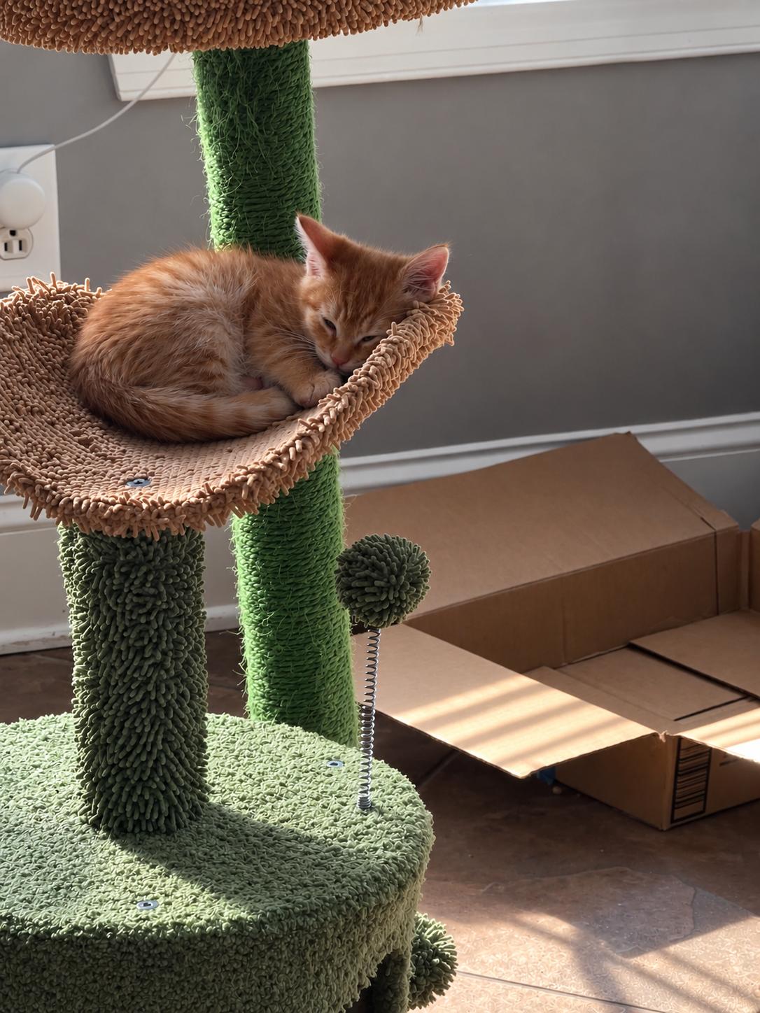 Enlarge KENDAL & KIM, a Adopted Domestic Medium Hair in Barre, VT, VT image 5/6