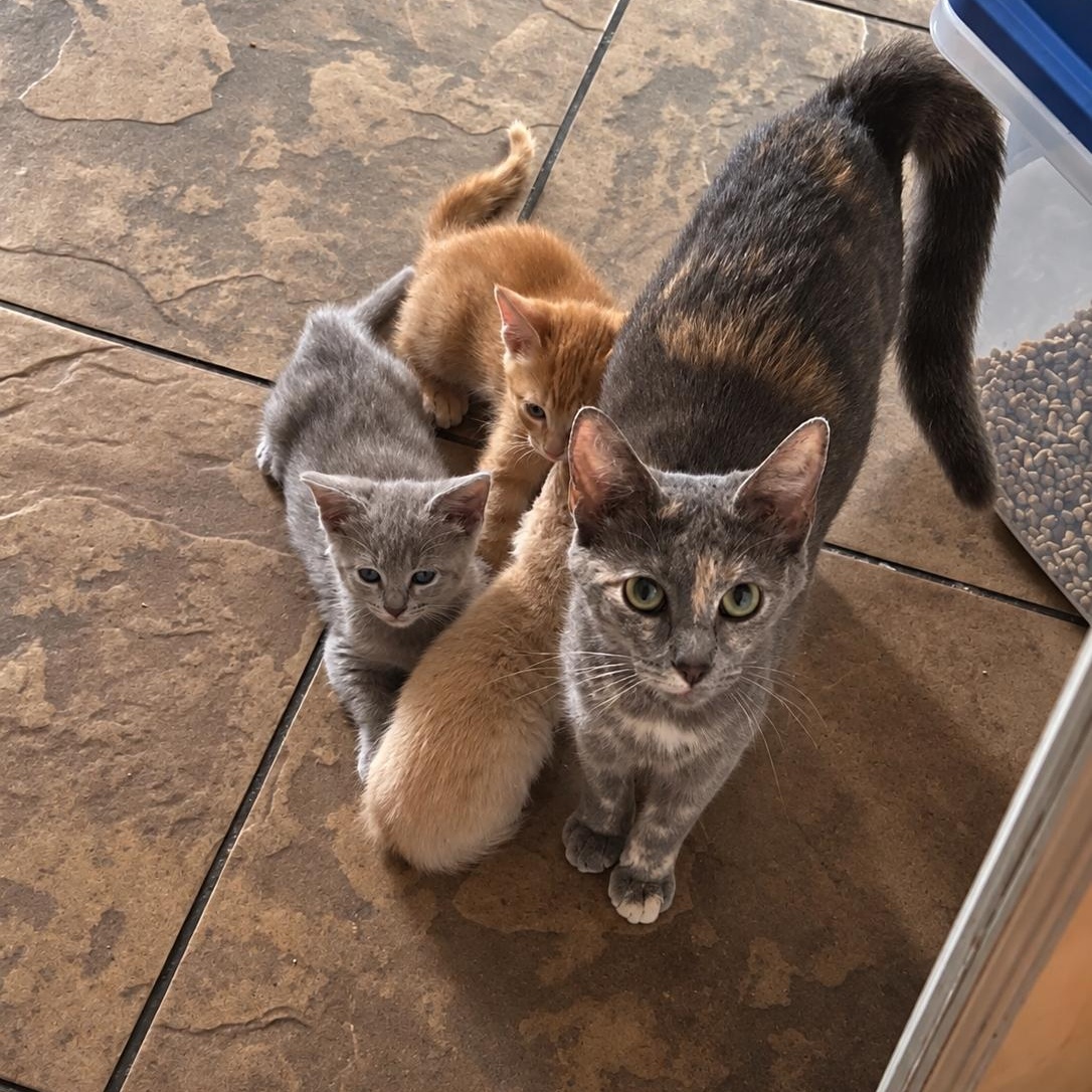 Enlarge KENDAL & KIM, a Adopted Domestic Medium Hair in Barre, VT, VT image 6/6