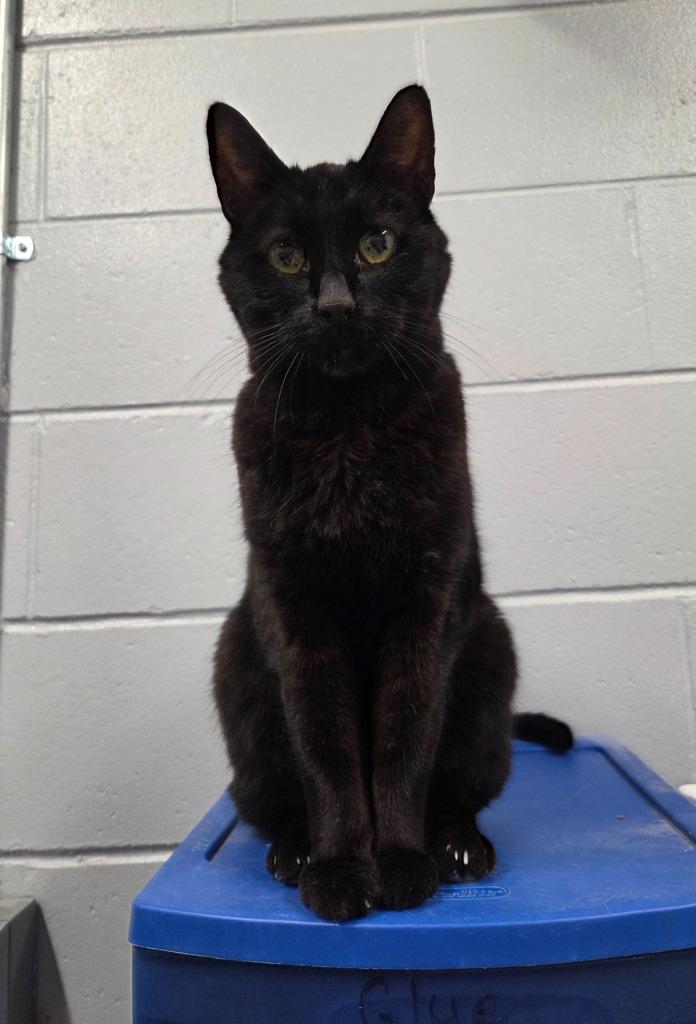 Enlarge Mister, a Adoptable mixed breed in Muskegon, MI image 1/2