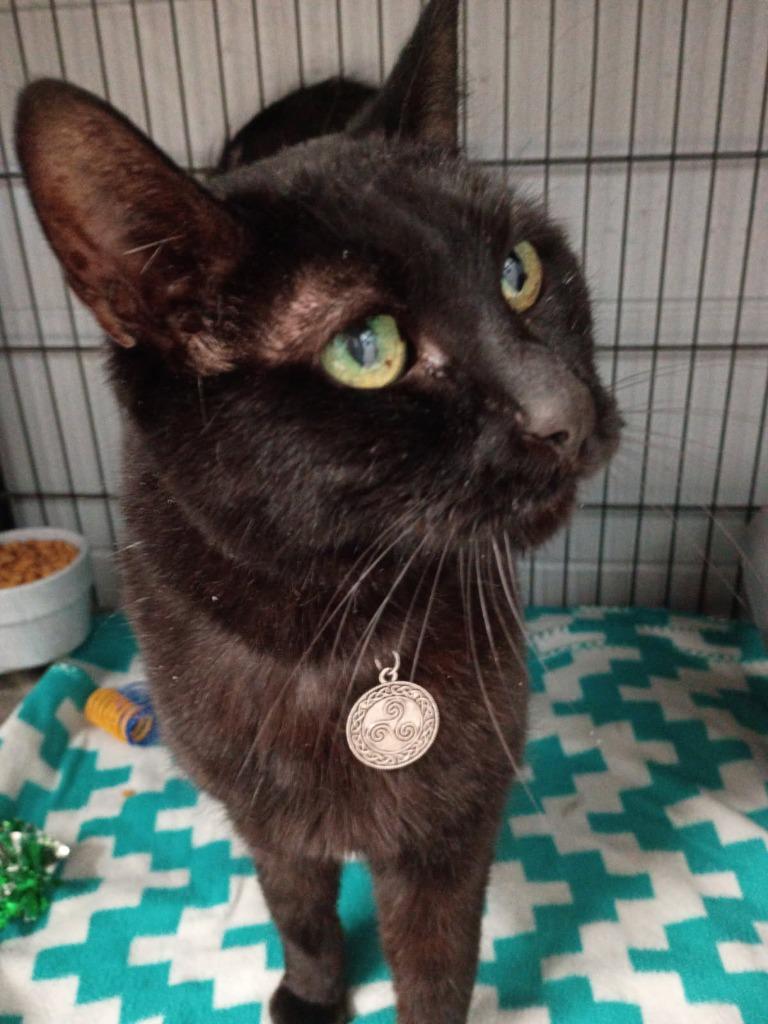 Enlarge Mister, a Adoptable mixed breed in Muskegon, MI image 2/2