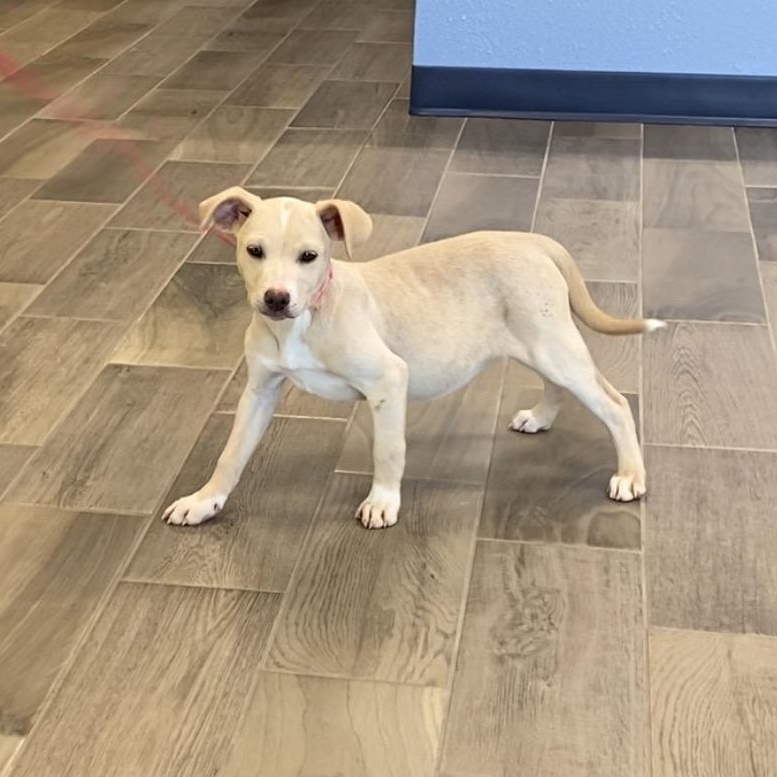 Enlarge Lily, a ADOPTABLE mixed breed in Nevada, MO image 1/1