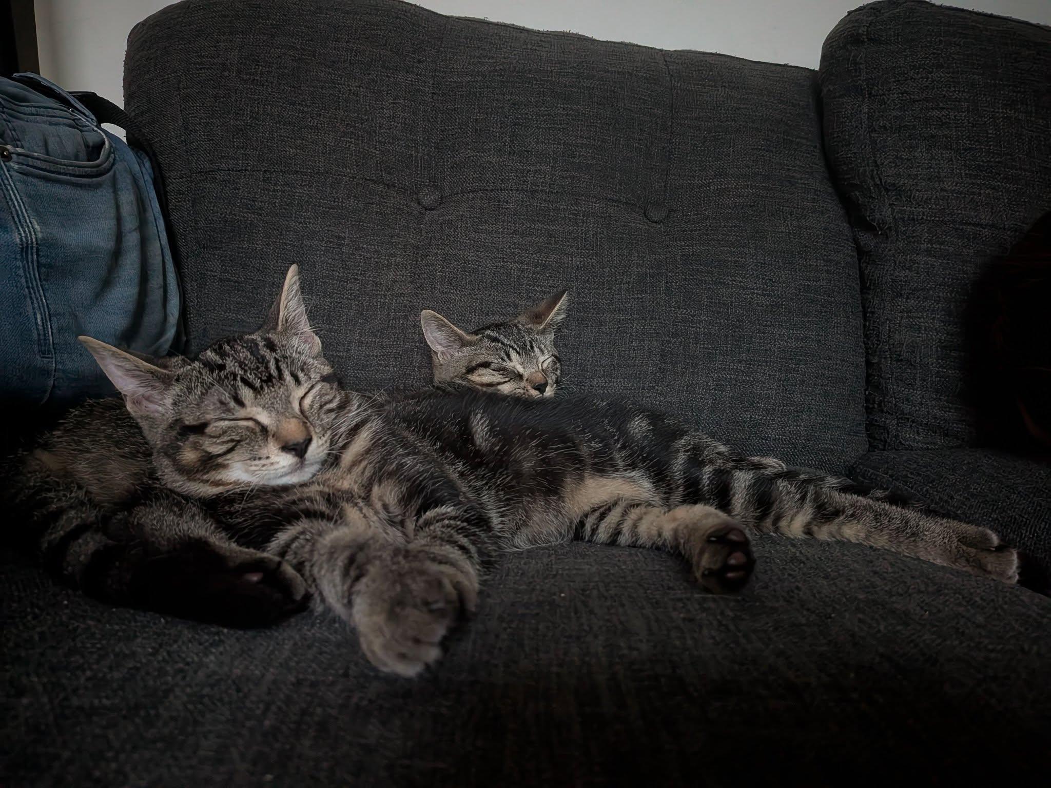 Pattie & Selma, adopted, Kitten Female Domestic Short Hair.