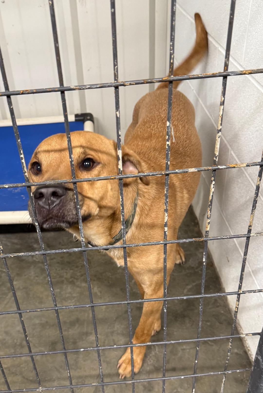 Theo, Adoptable, Adult Male Labrador Retriever.