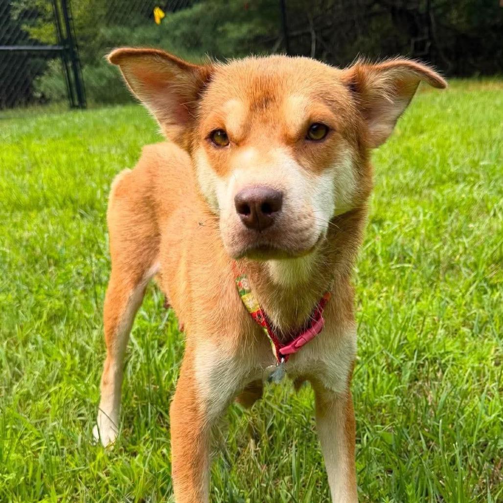CT Miss Piggy, Adoptable, Adult Female Husky & Mixed Breed.