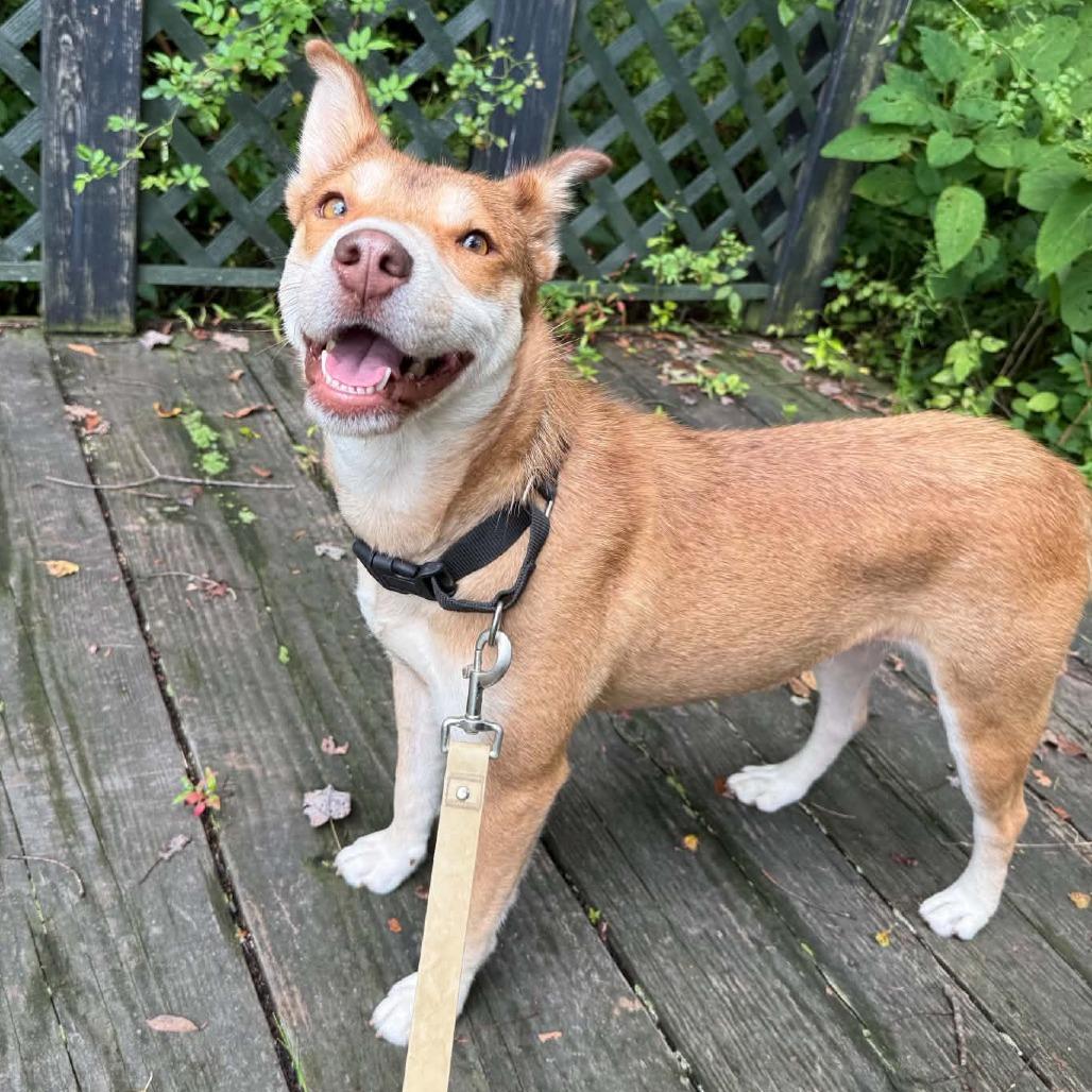 Enlarge CT Miss Piggy (In foster), a Adoptable mixed breed in Stormville, NY image 2/5