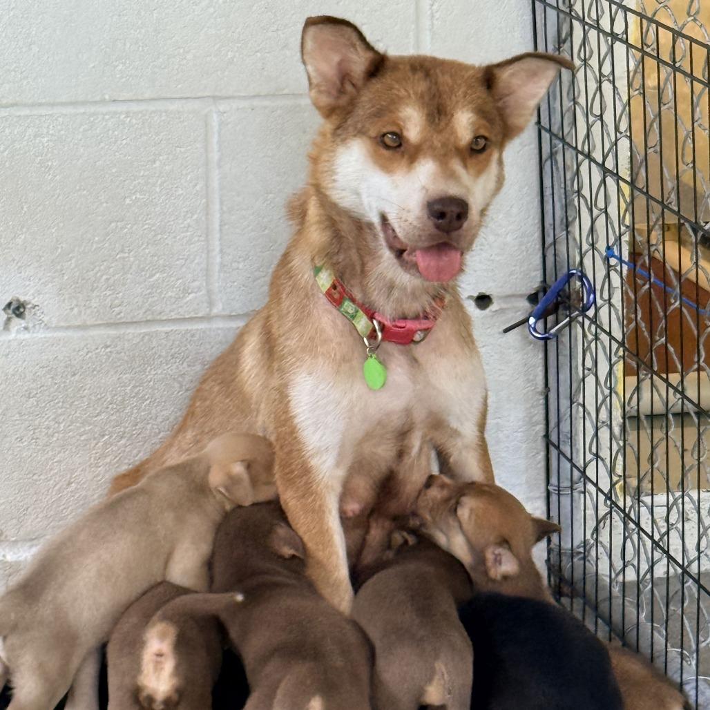CT Miss Piggy, a Adoptable mixed breed in Stormville, NY image 5/5