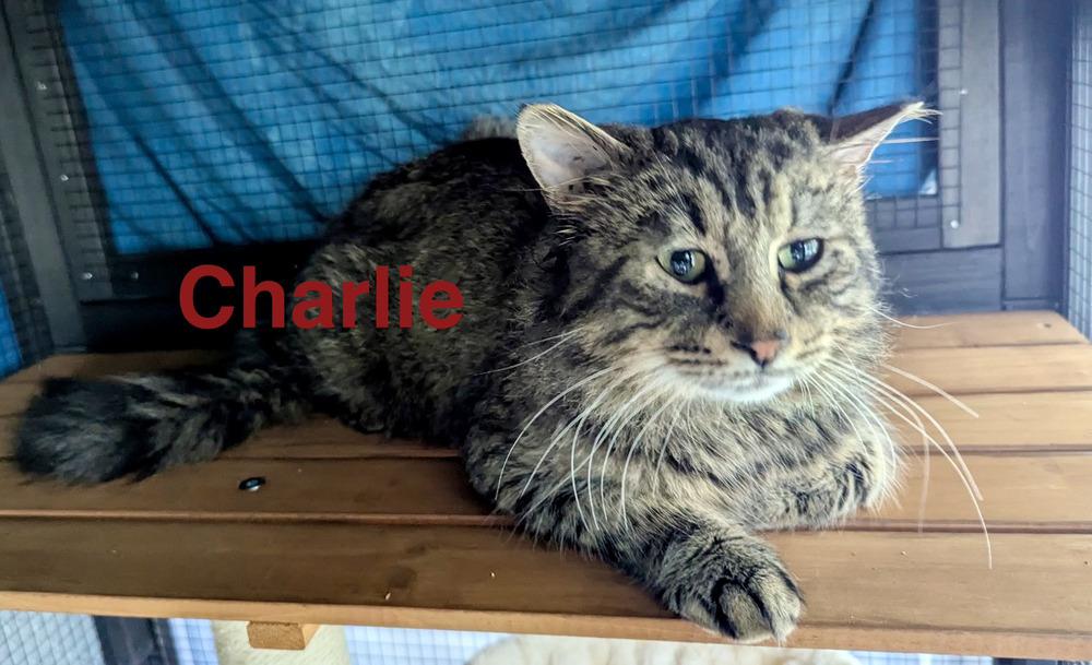 Enlarge Charlie, a Adoptable mixed breed in Fern Park, FL image 1/2