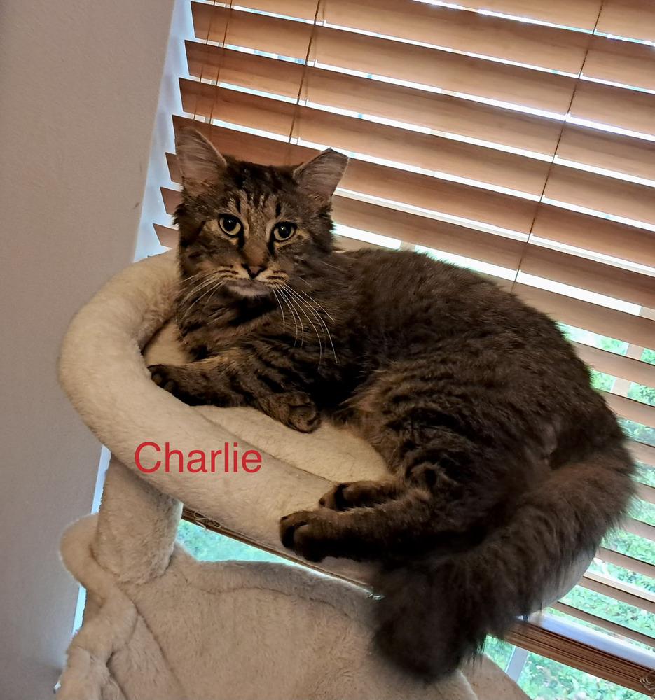 Enlarge Charlie, a Adoptable mixed breed in Fern Park, FL image 2/2