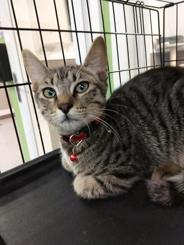 Ruthie, Adopted, Kitten Male Domestic Short Hair.