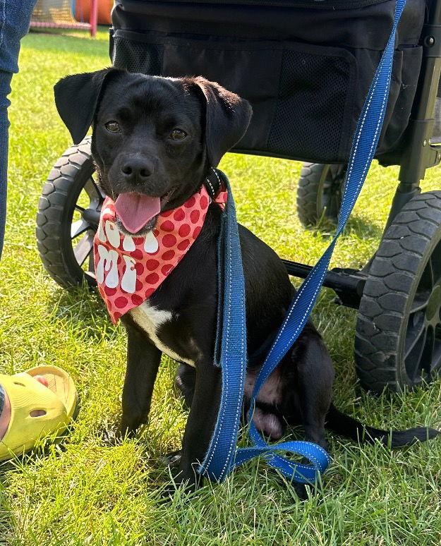 Bootsy, Adopted, Young Male Beagle & Chihuahua.