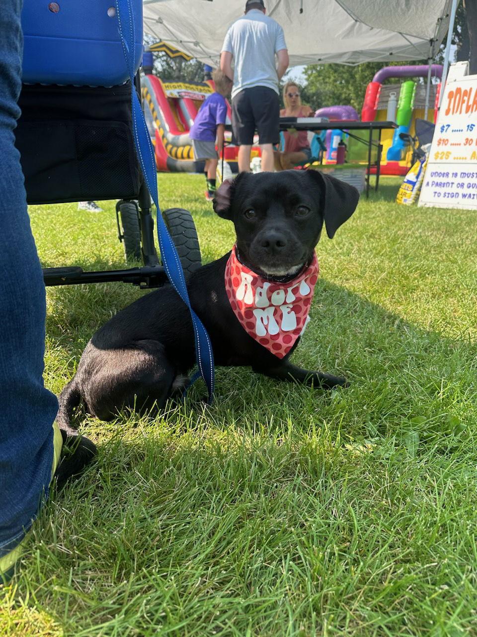 Enlarge Bootsy, a Adopted mixed breed in Minneapolis, MN image 2/3