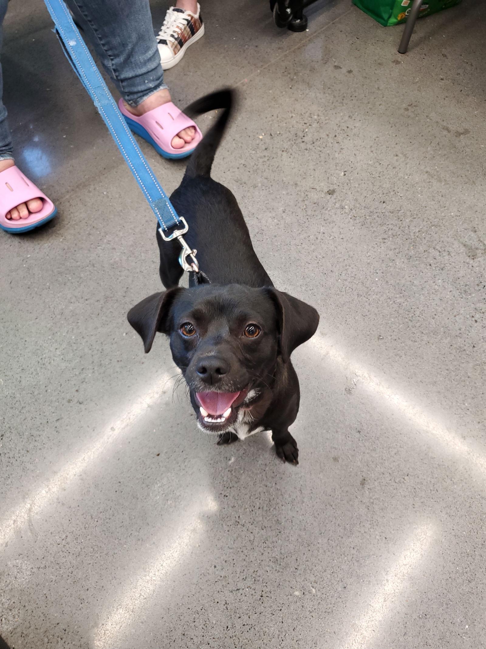 Enlarge Bootsy, a Adopted mixed breed in Minneapolis, MN image 3/3