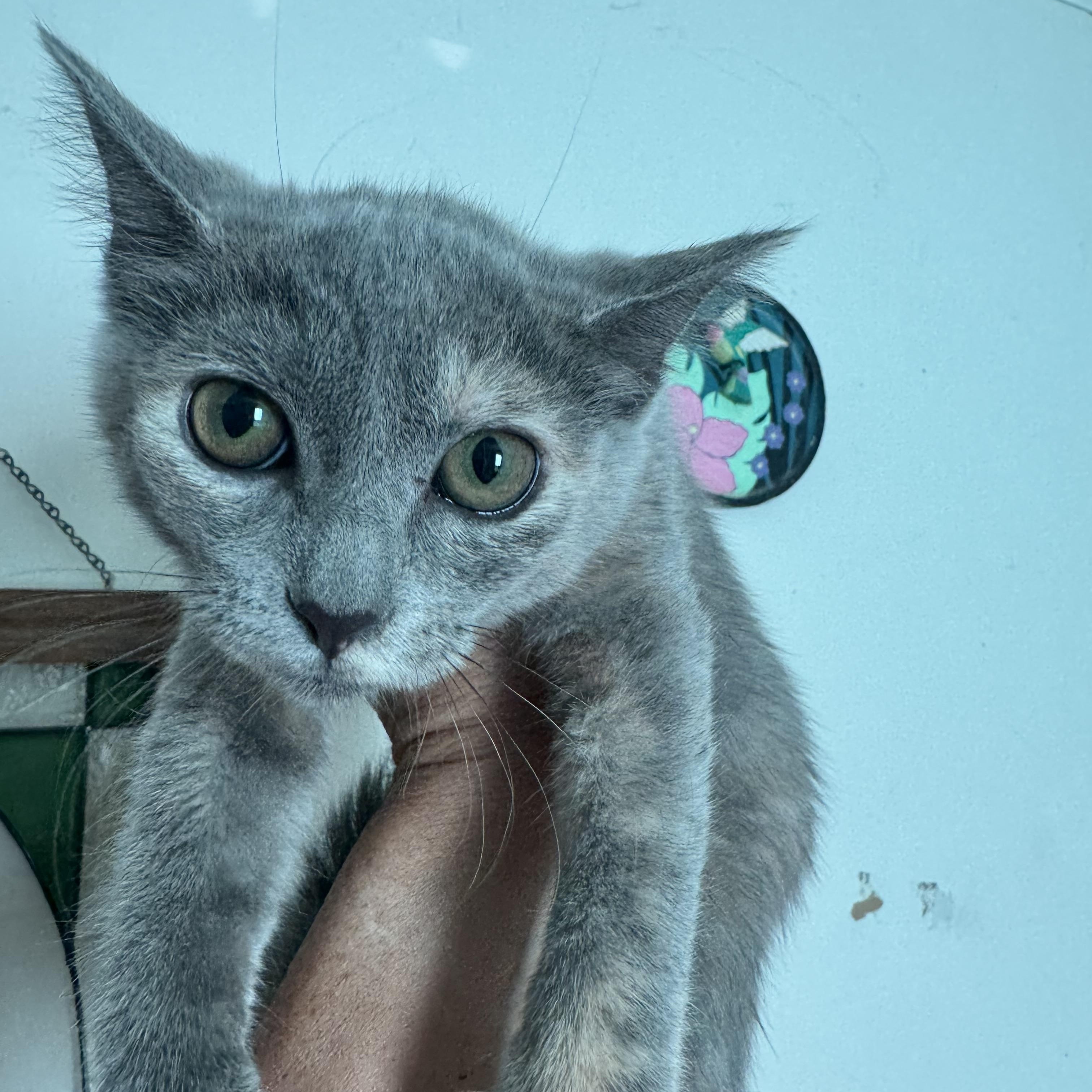 Sprout, ADOPTABLE, Young Female Domestic Short Hair.