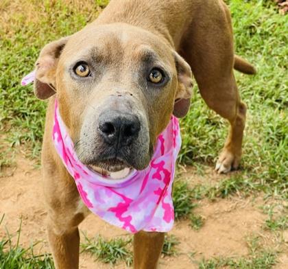 Giraffe $25, Adoptable, Young Female Pit Bull Terrier & Mixed Breed.