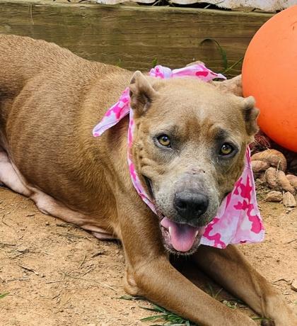 Giraffe $25, a Adoptable mixed breed in Seneca, SC image 2/3