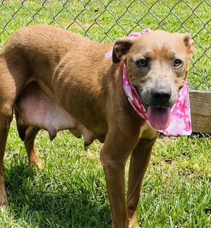 Giraffe $25, a Adoptable mixed breed in Seneca, SC image 3/3