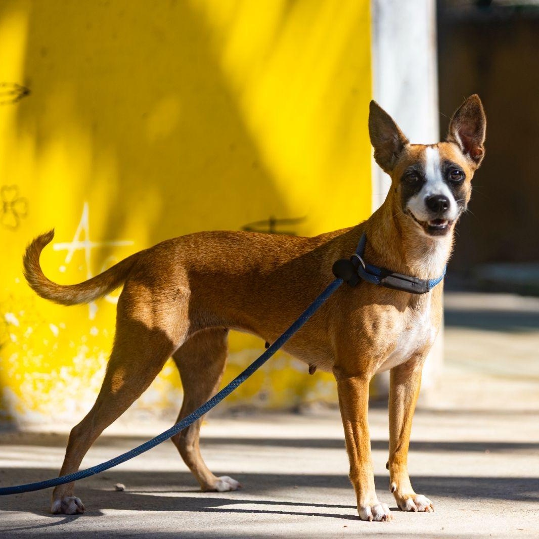 Victoria, a ADOPTABLE mixed breed in New York, NY image 1/6