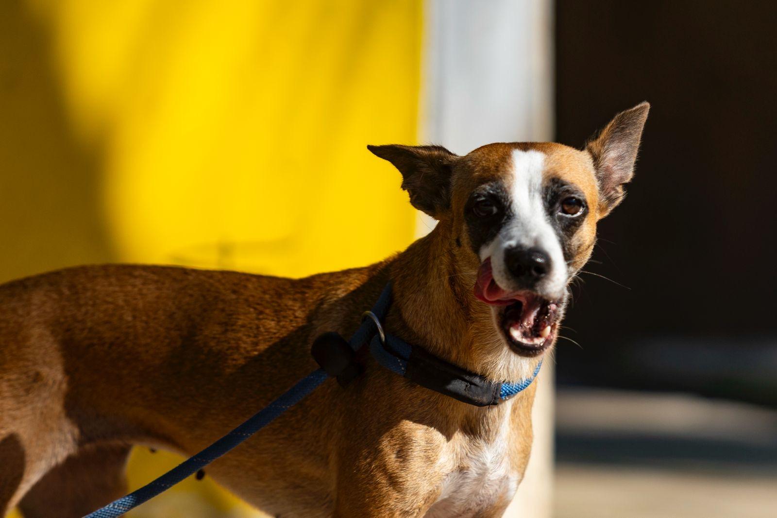 Victoria, a ADOPTABLE mixed breed in New York, NY image 5/6