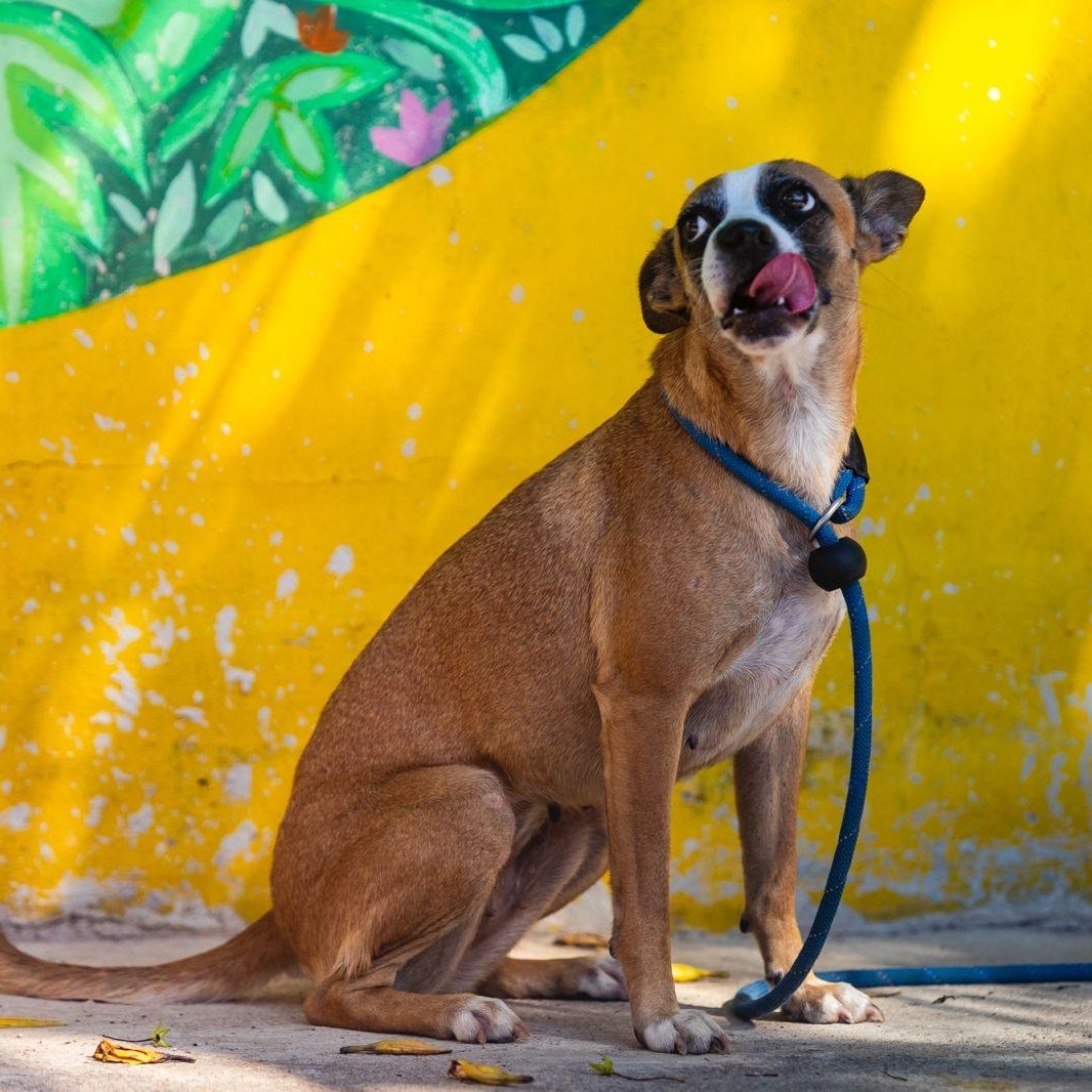 Victoria, a ADOPTABLE mixed breed in New York, NY image 3/6