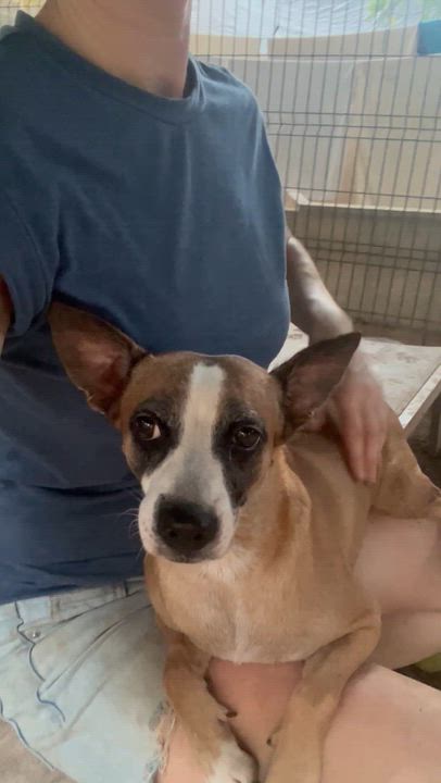 Enlarge Victoria, a ADOPTABLE mixed breed in New York, NY video 4/6