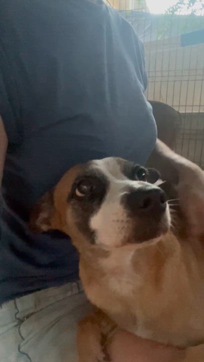Enlarge Victoria, a ADOPTABLE mixed breed in New York, NY video 6/6