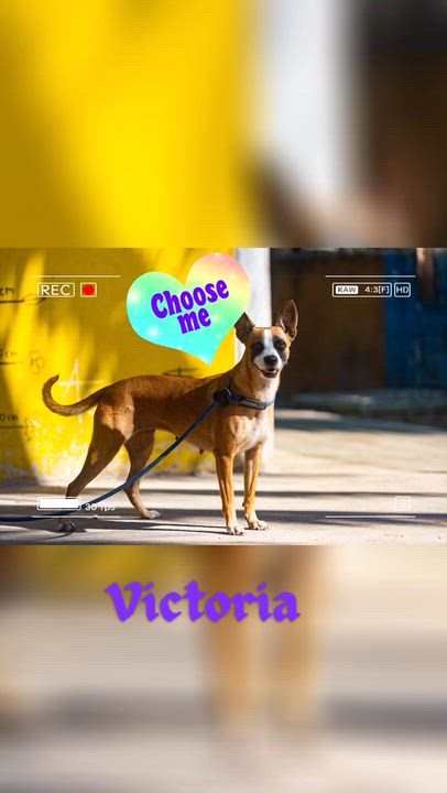 Enlarge Victoria, a ADOPTABLE mixed breed in New York, NY video 2/6