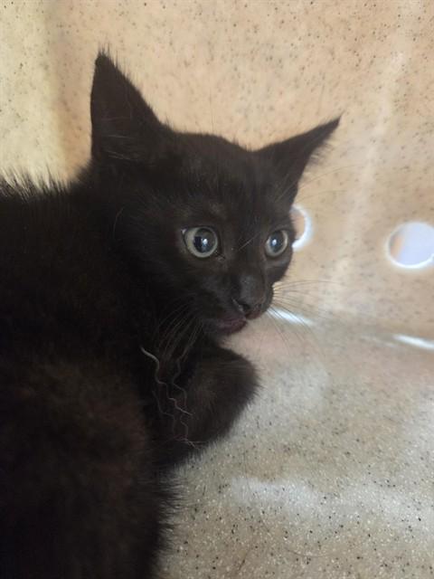 JYNX, Adoptable, Kitten Female Domestic Short Hair.