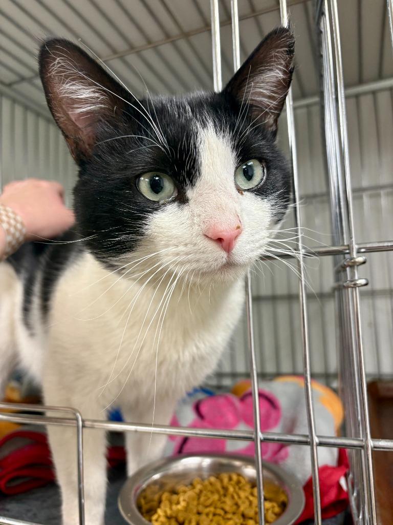 Lewis, Adoptable, Young Male Domestic Short Hair.