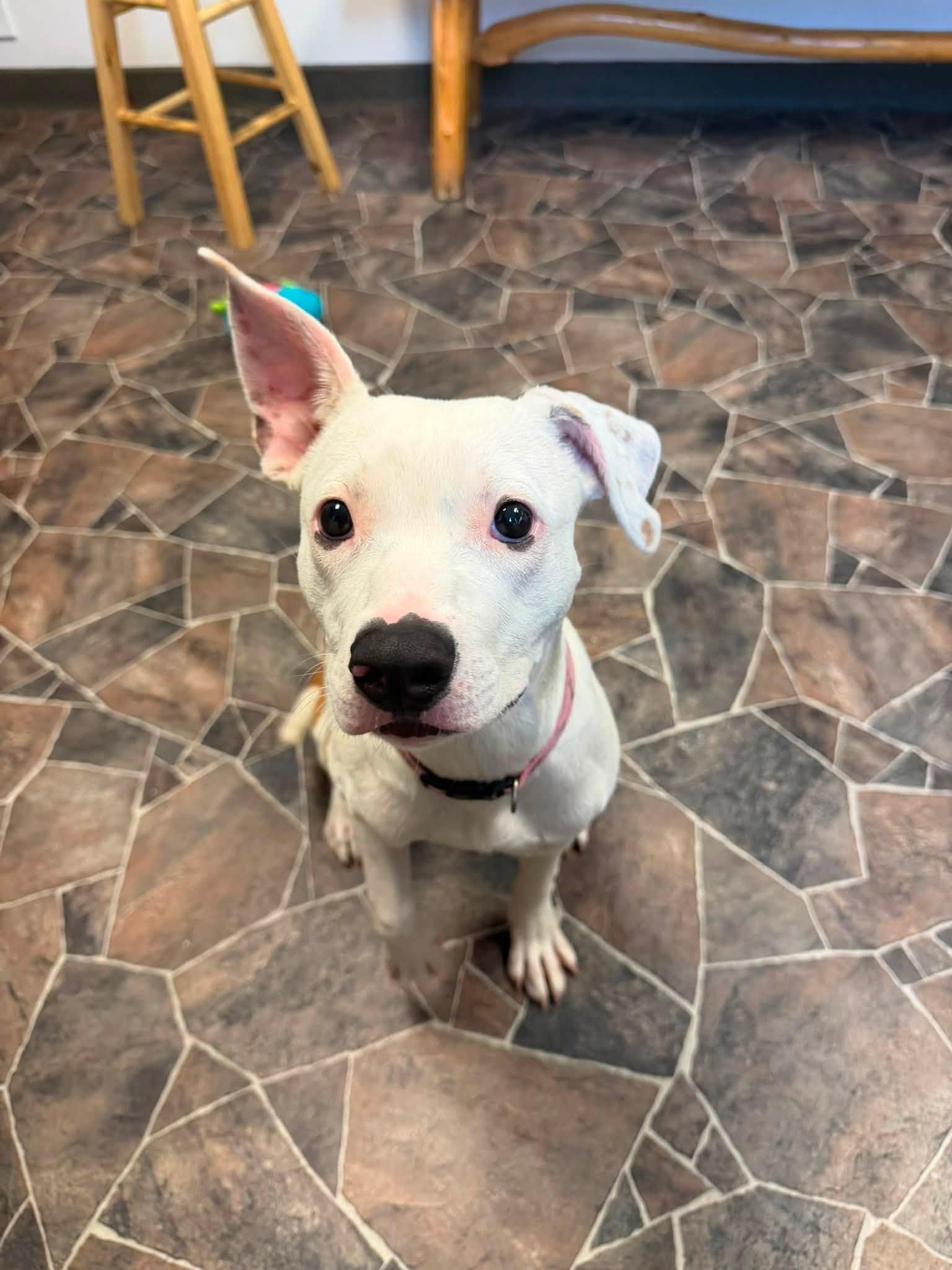 Wonton, a Adoptable mixed breed in Sterling Heights, MI image 4/6