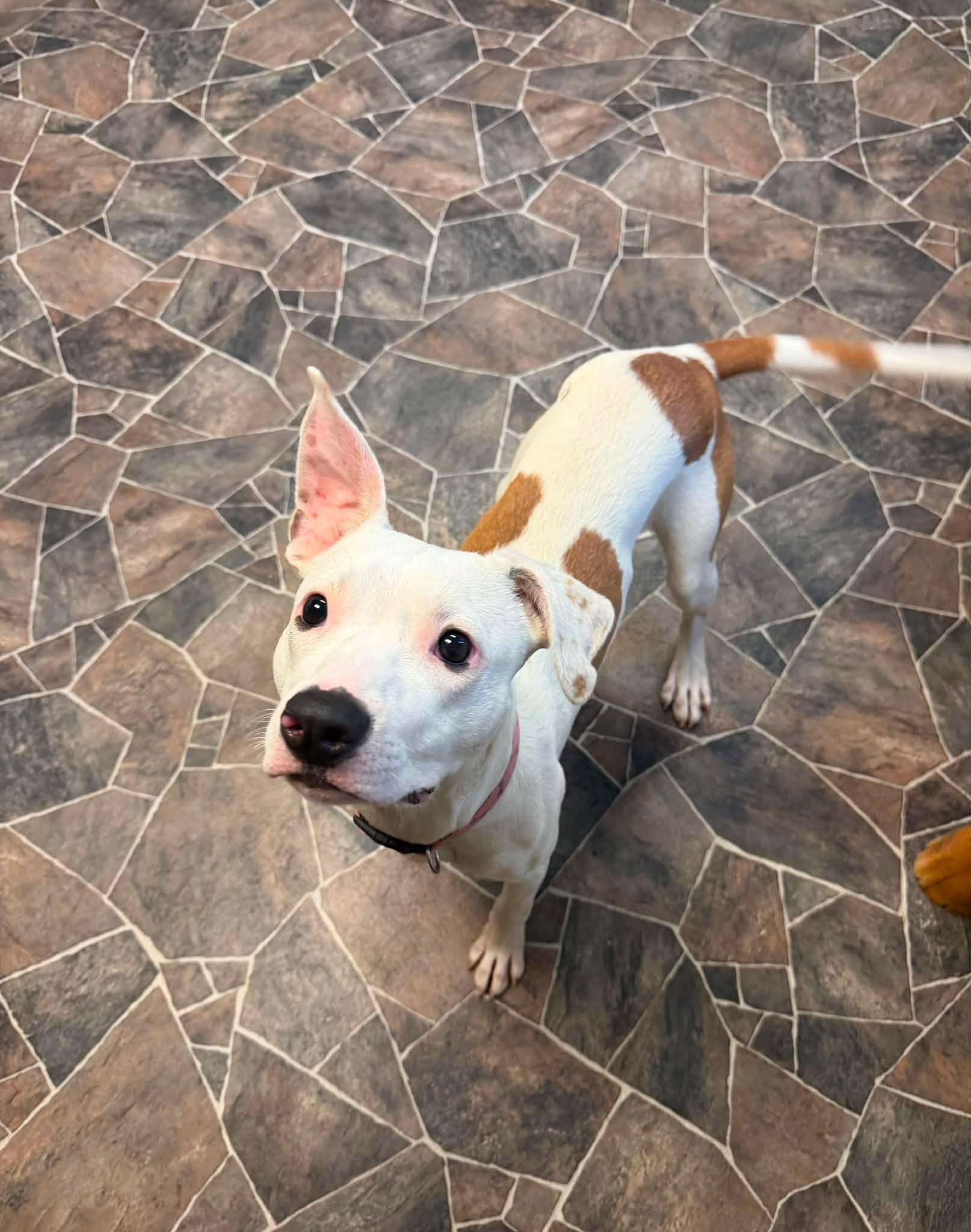 Wonton, a Adoptable mixed breed in Sterling Heights, MI image 3/6