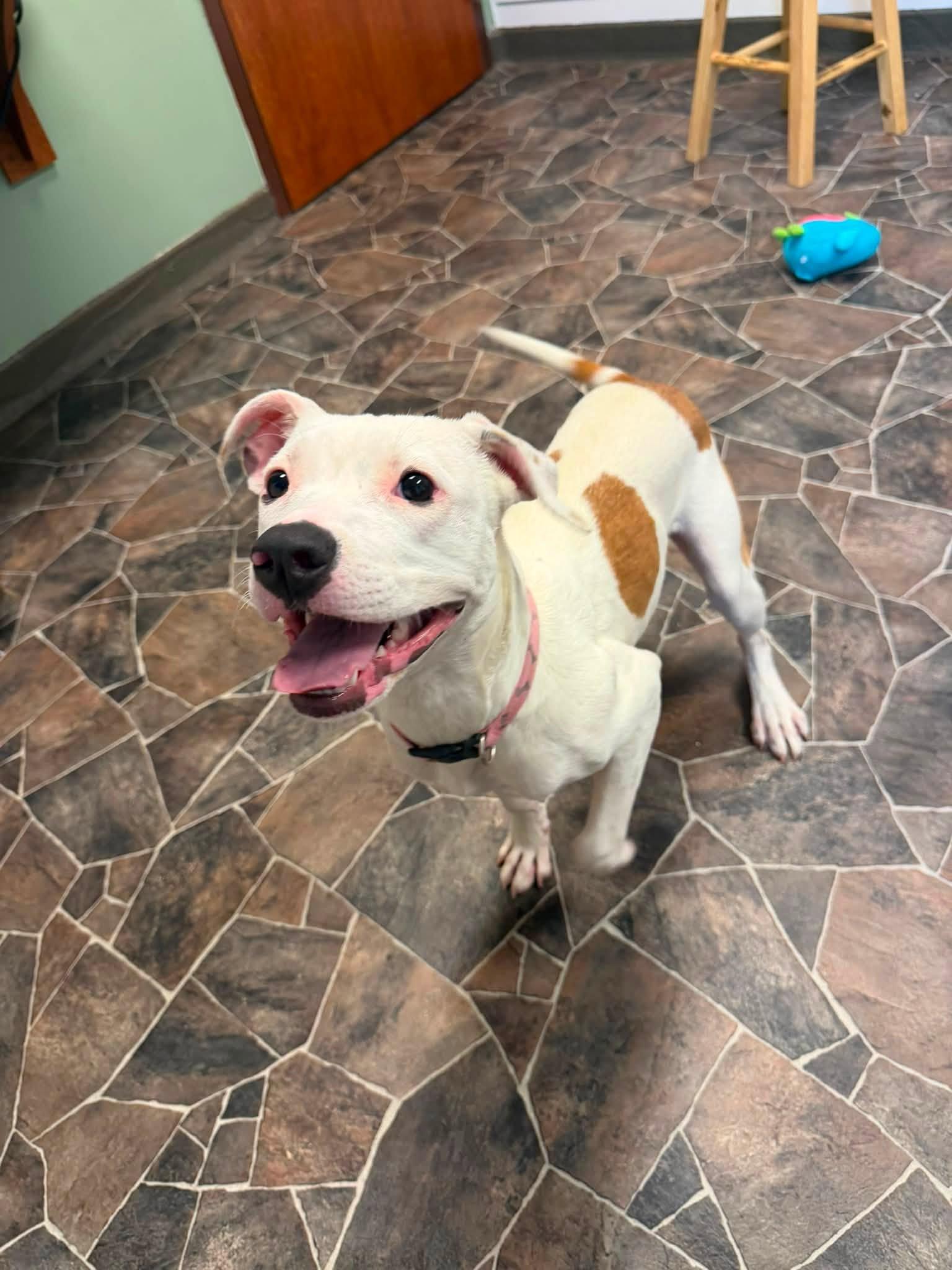 Wonton, a Adoptable mixed breed in Sterling Heights, MI image 6/6