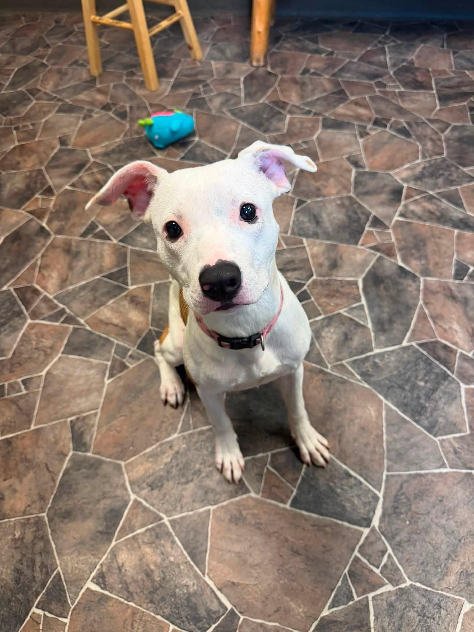 Wonton, a Adoptable mixed breed in Sterling Heights, MI image 5/6
