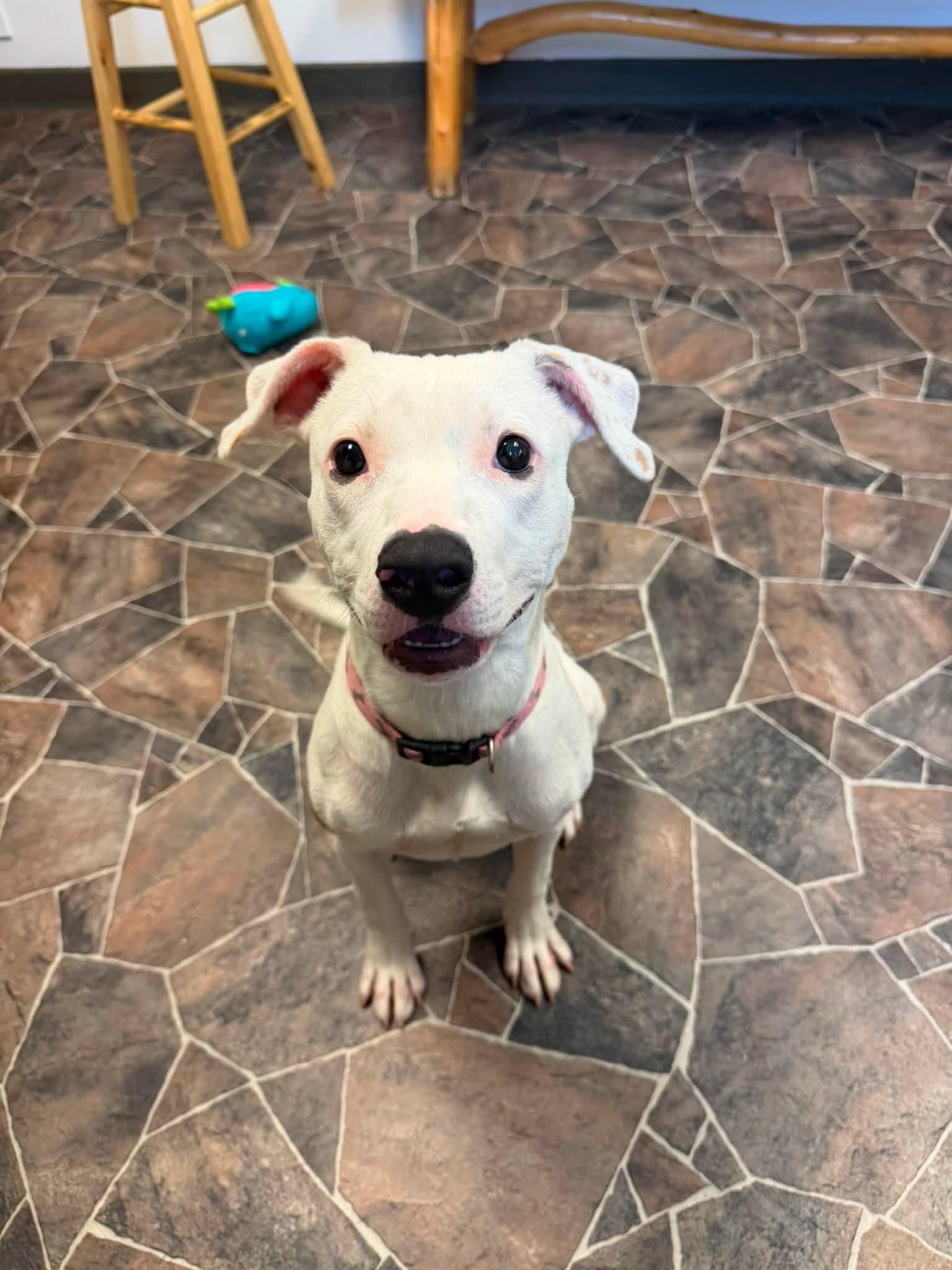 Wonton, a Adoptable mixed breed in Sterling Heights, MI image 2/6