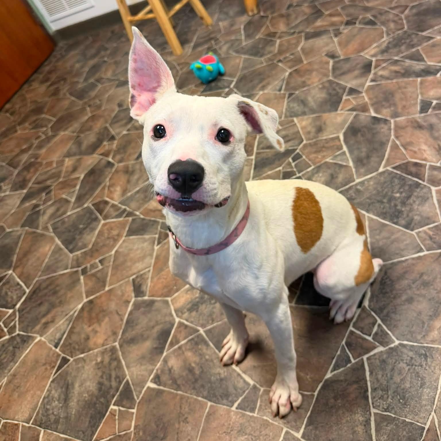 Wonton, Adoptable, Young Female Mixed Breed.