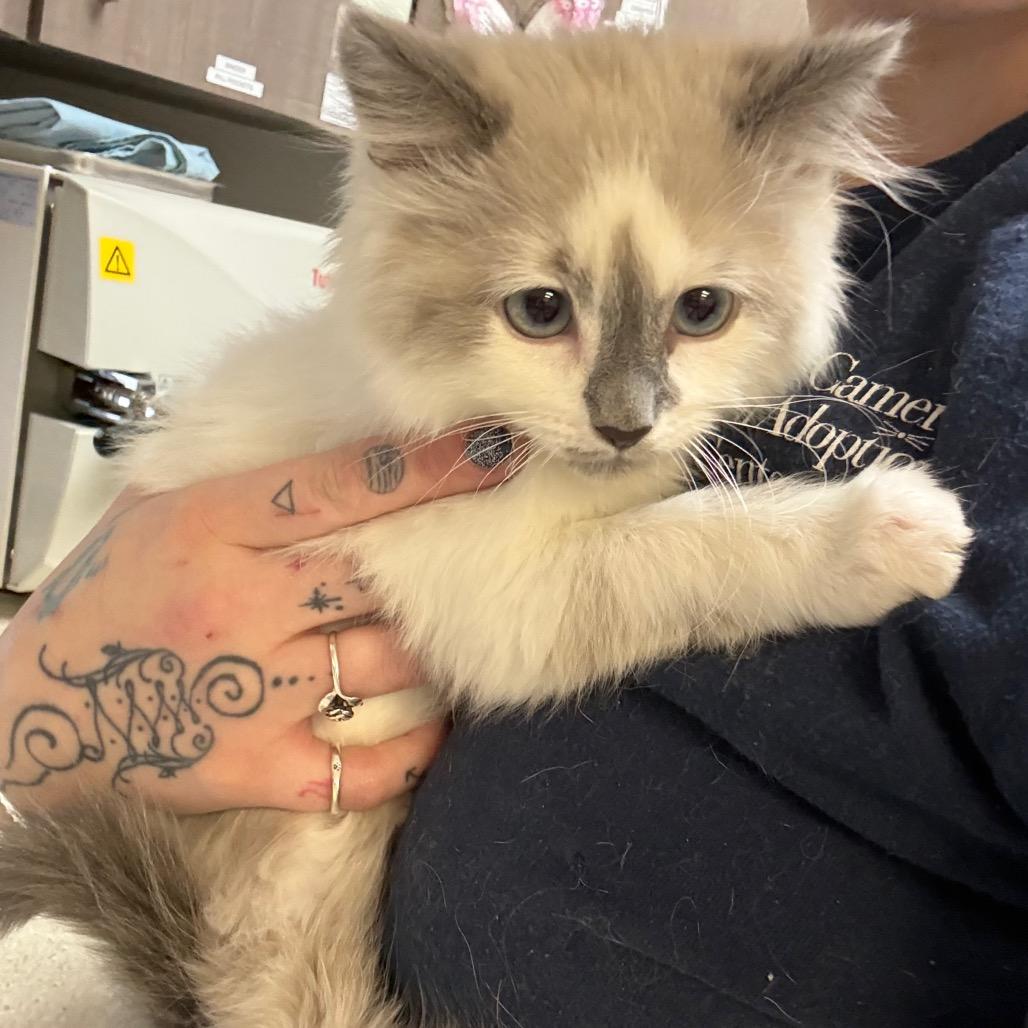 Ghost, Adoptable, Kitten Male Domestic Long Hair.