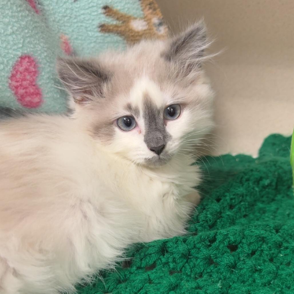 Ghost, a Adoptable Domestic Long Hair in Great Falls, MT image 2/6