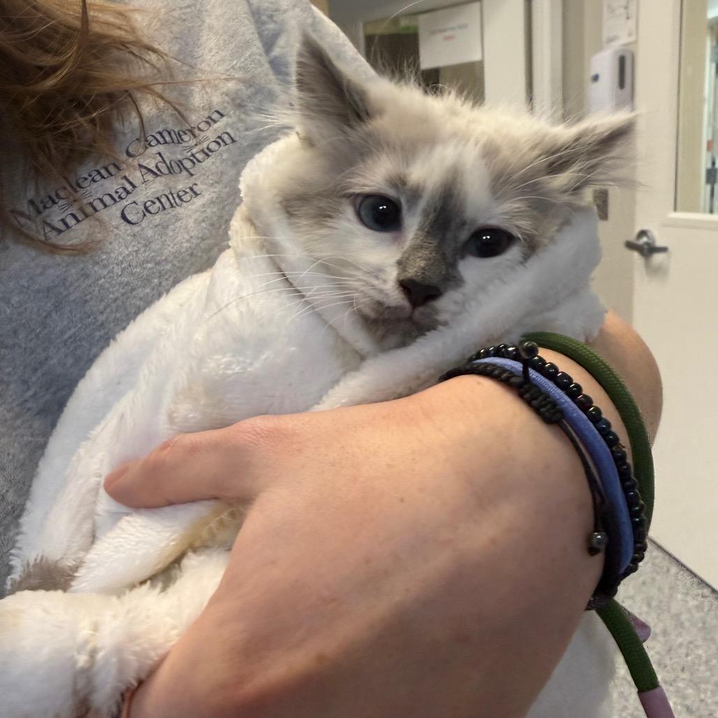 Ghost, a Adoptable Domestic Long Hair in Great Falls, MT image 3/6