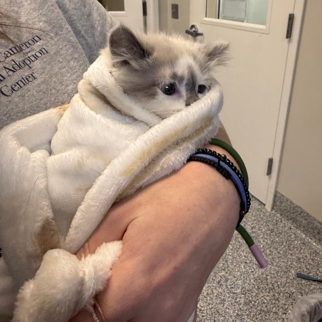Ghost, a Adoptable Domestic Long Hair in Great Falls, MT image 4/6