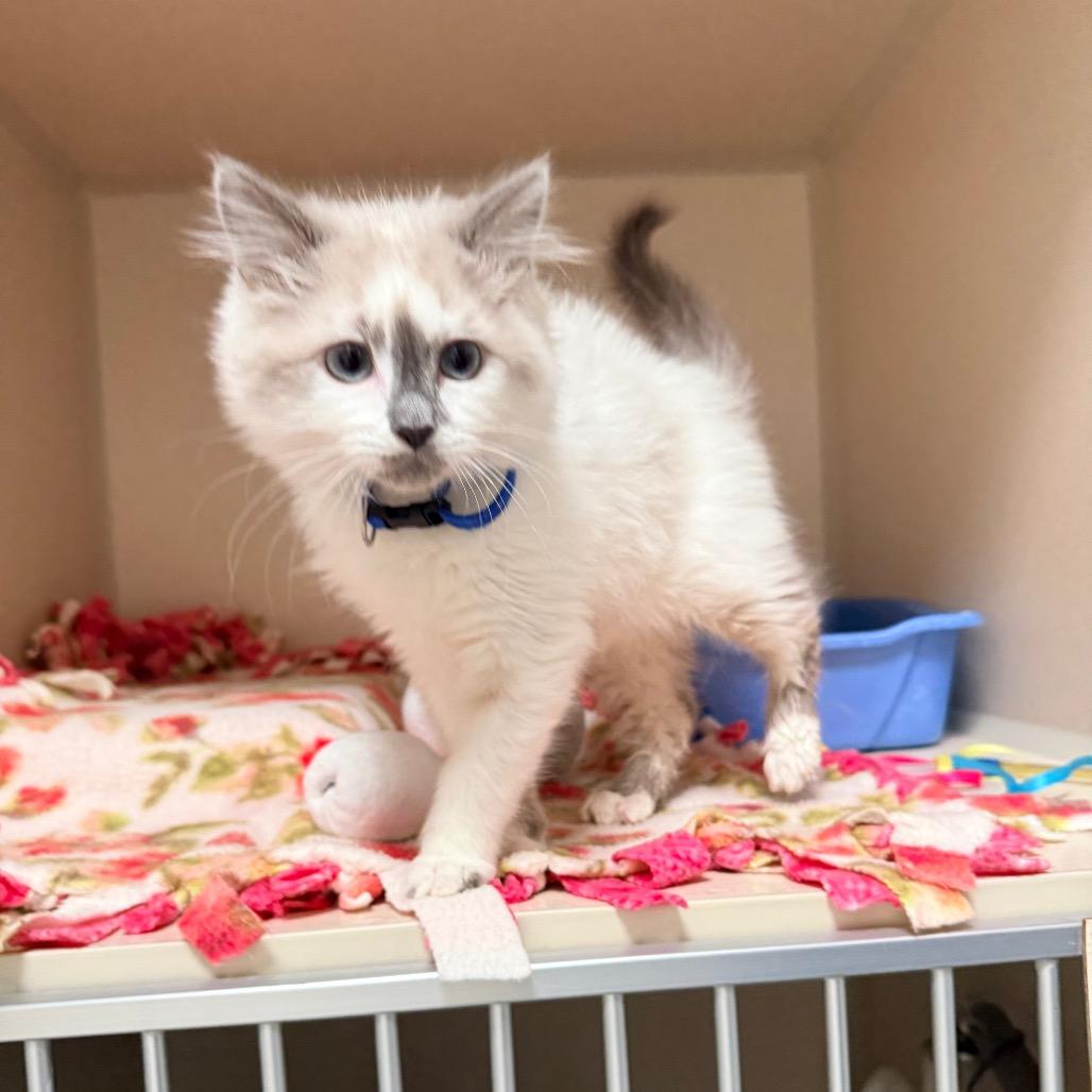 Ghost, a Adoptable Domestic Long Hair in Great Falls, MT image 5/6