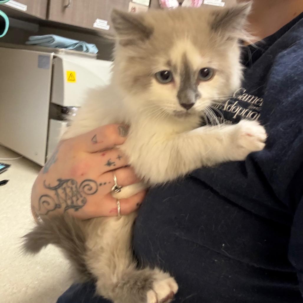 Ghost, a Adoptable Domestic Long Hair in Great Falls, MT image 6/6