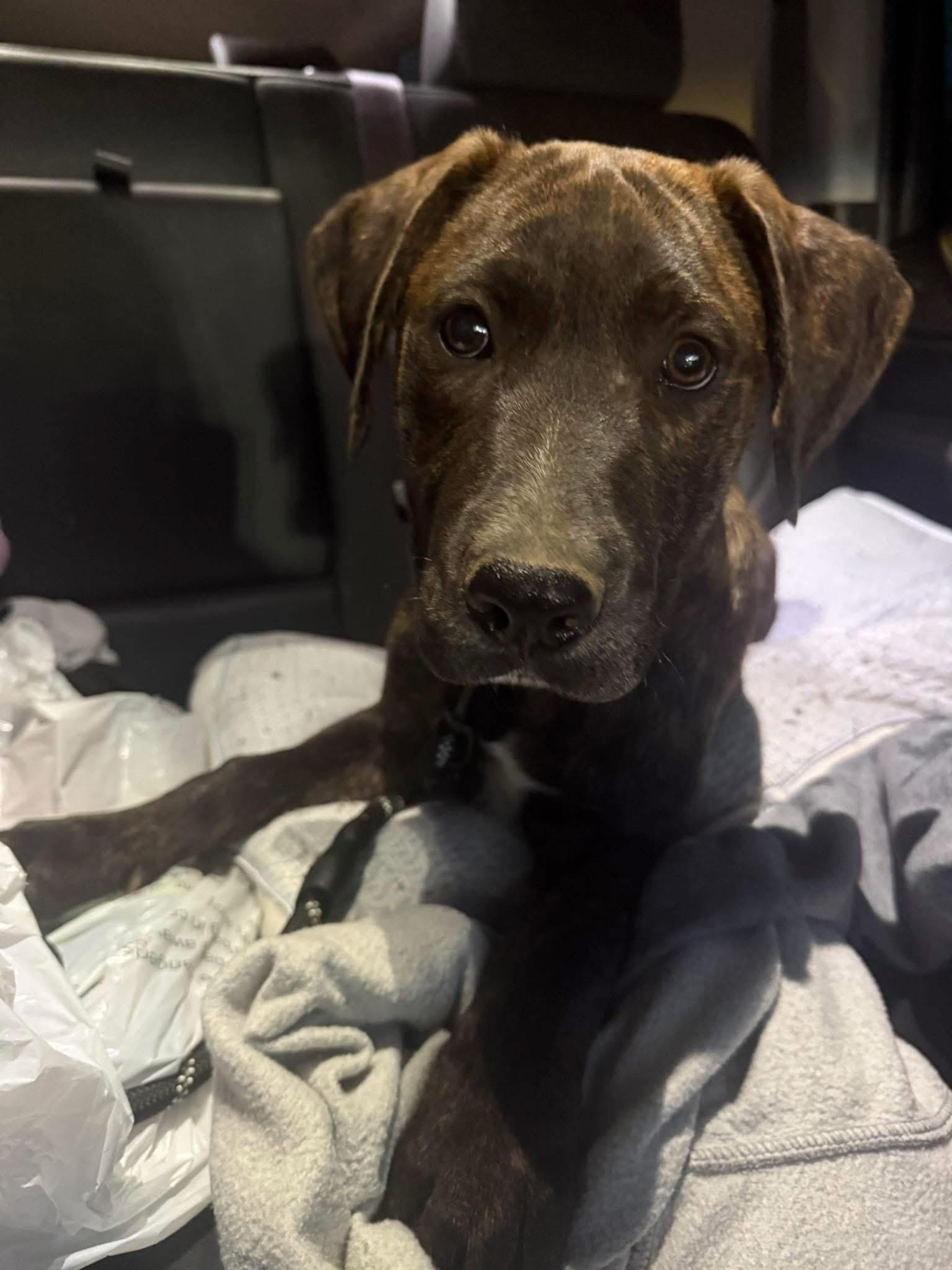 Hayden (Hazel pup) — thumbnail 2