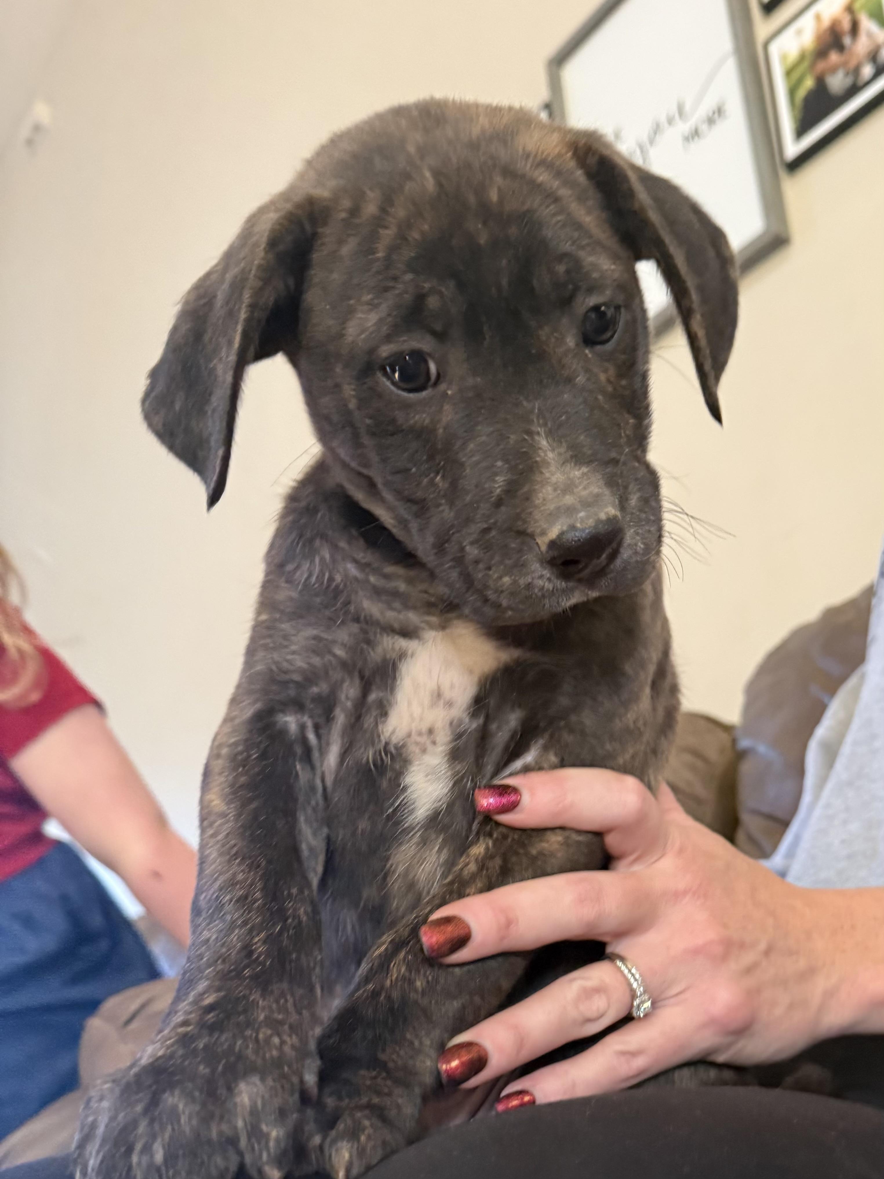 Hayden (Hazel pup) — thumbnail 3