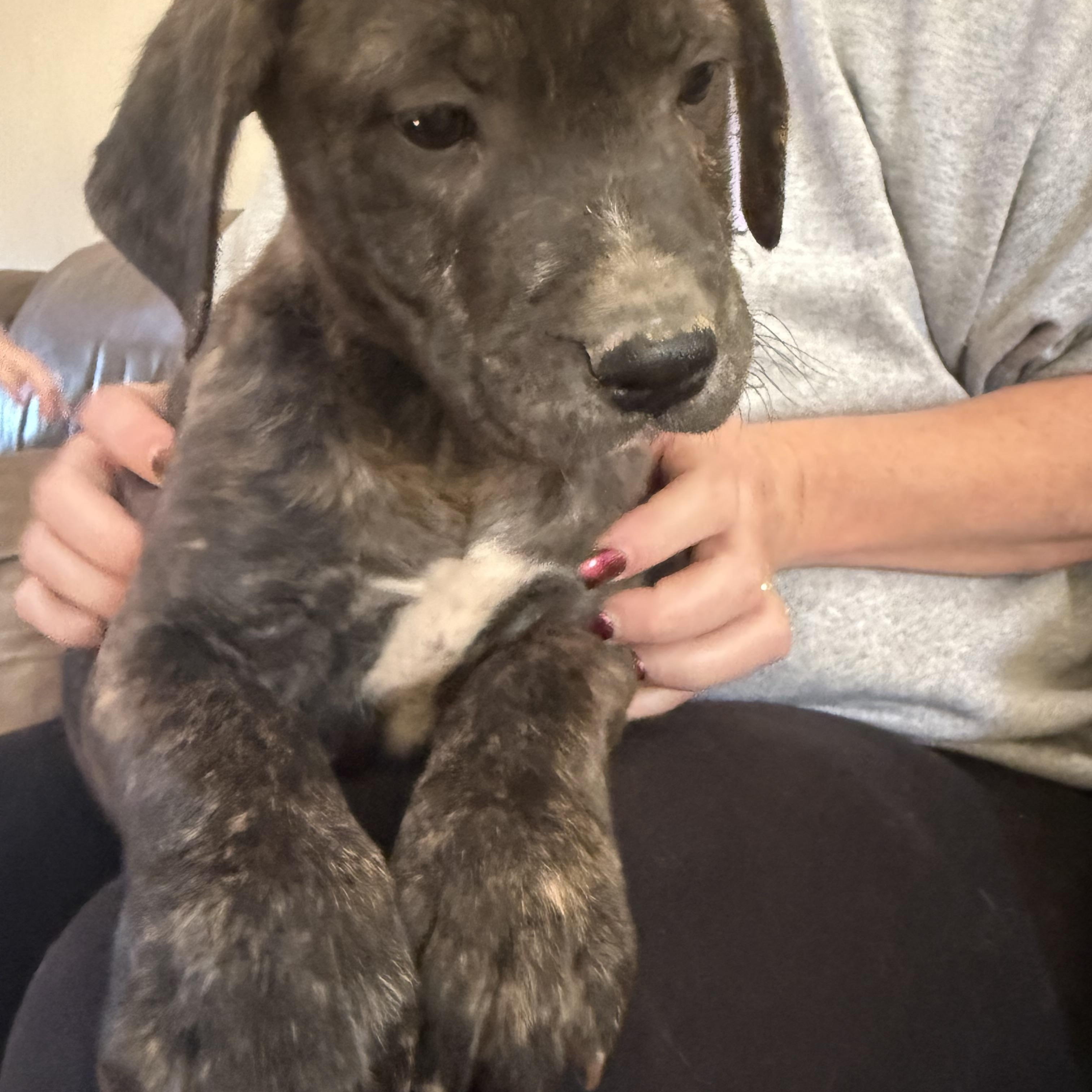 Hayden (Hazel pup) — thumbnail 4