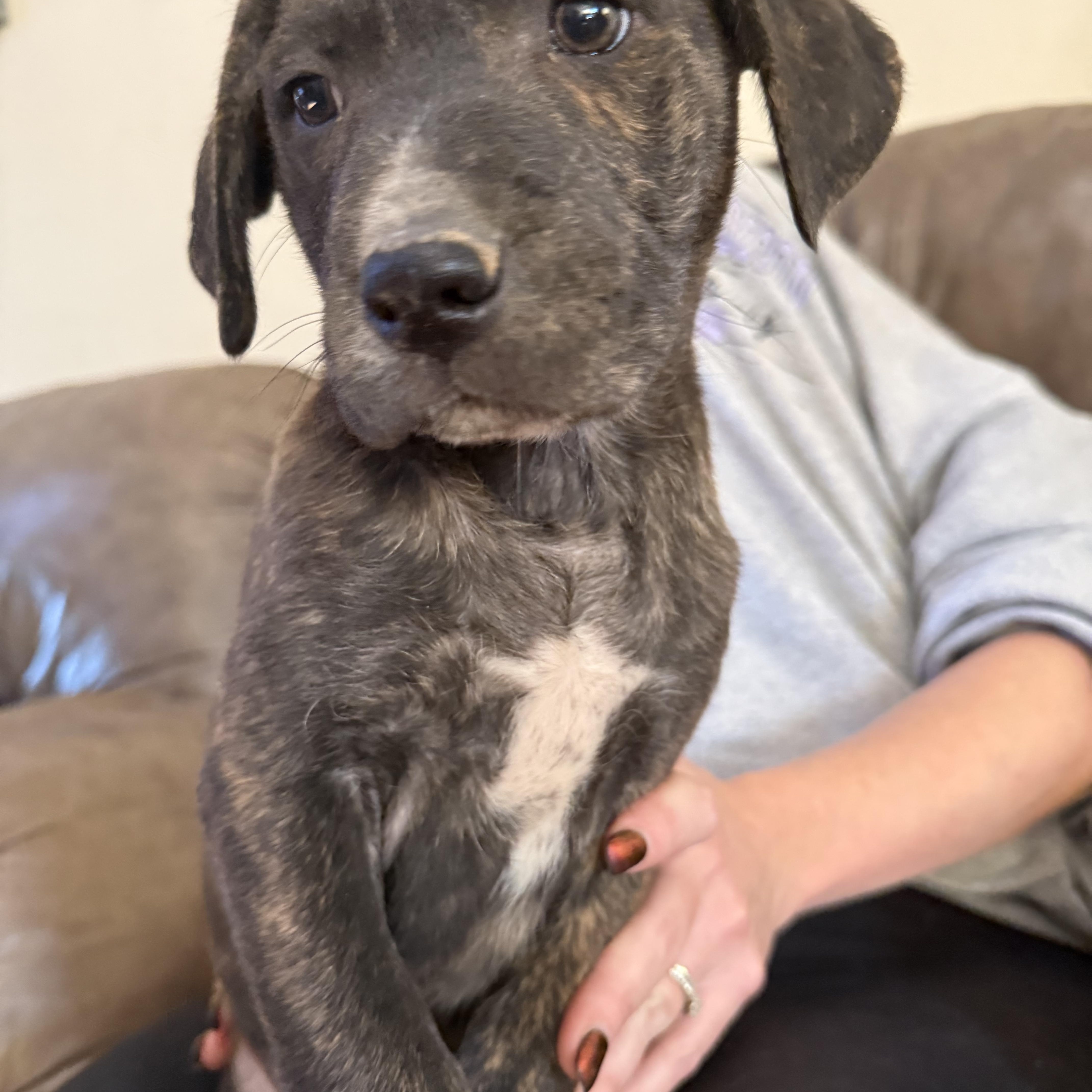 Hayden (Hazel pup) — thumbnail 5