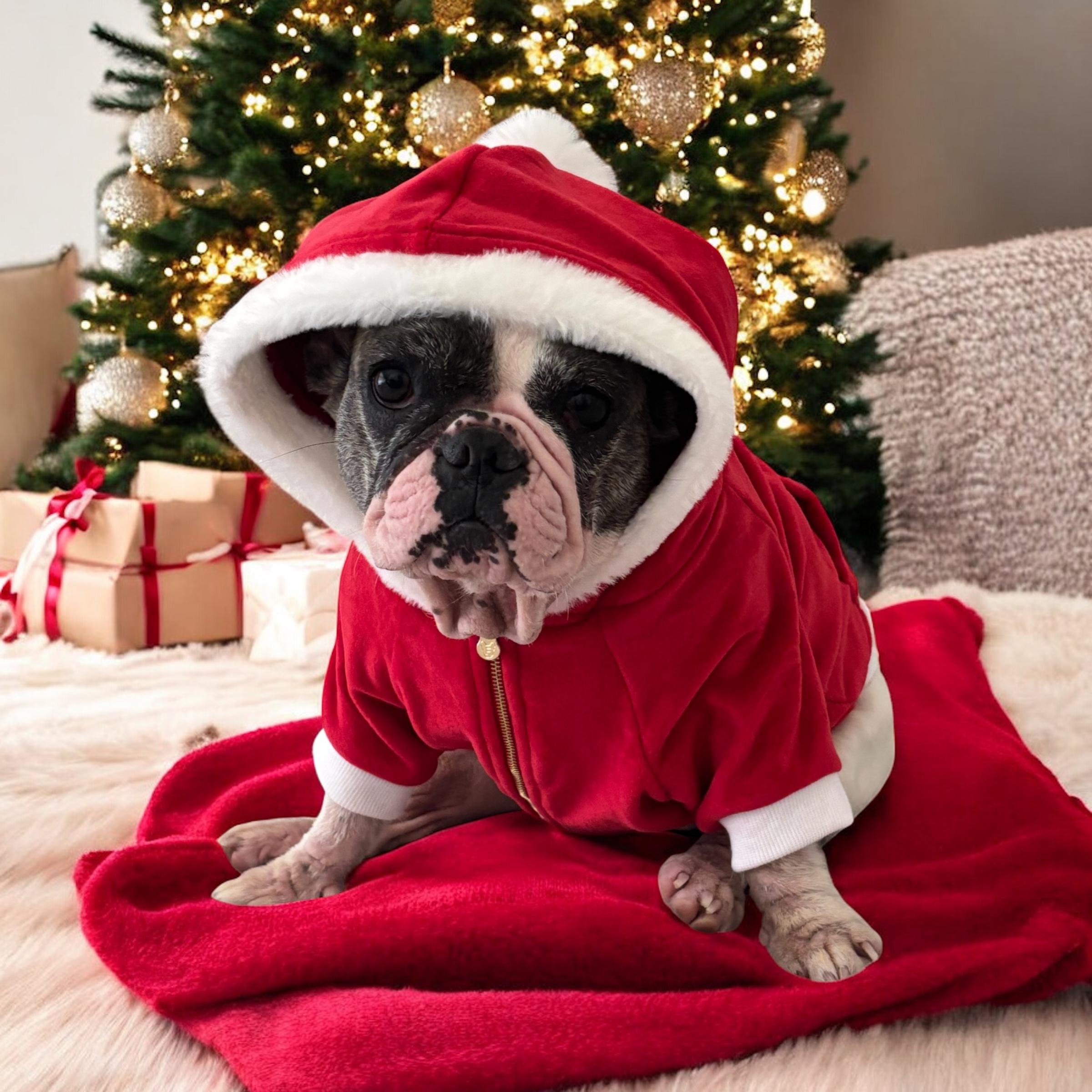 Enlarge Vanilla, a Adoptable French Bulldog in Bradenton , FL image 2/5