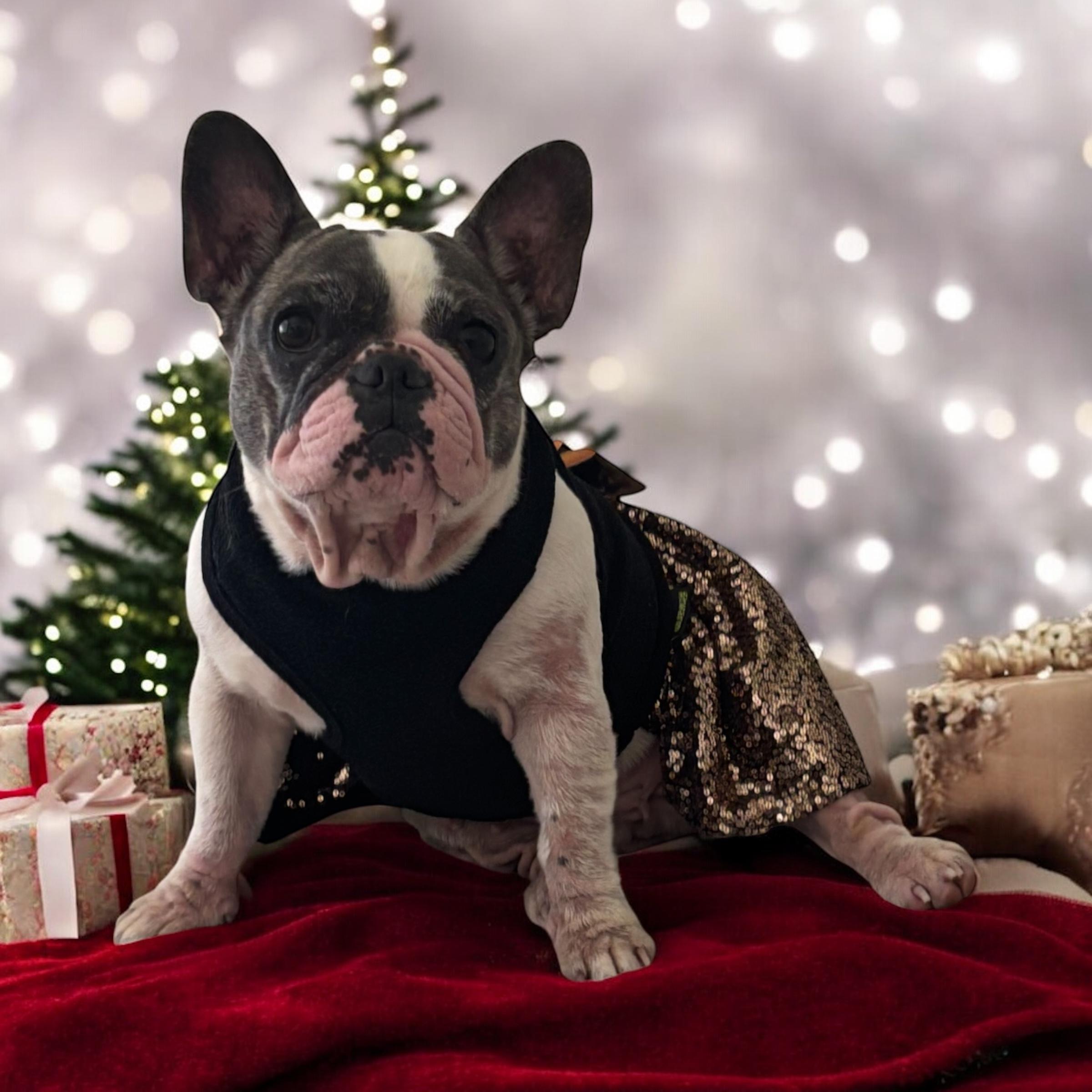 Enlarge Vanilla, a Adoptable French Bulldog in Bradenton , FL image 5/5