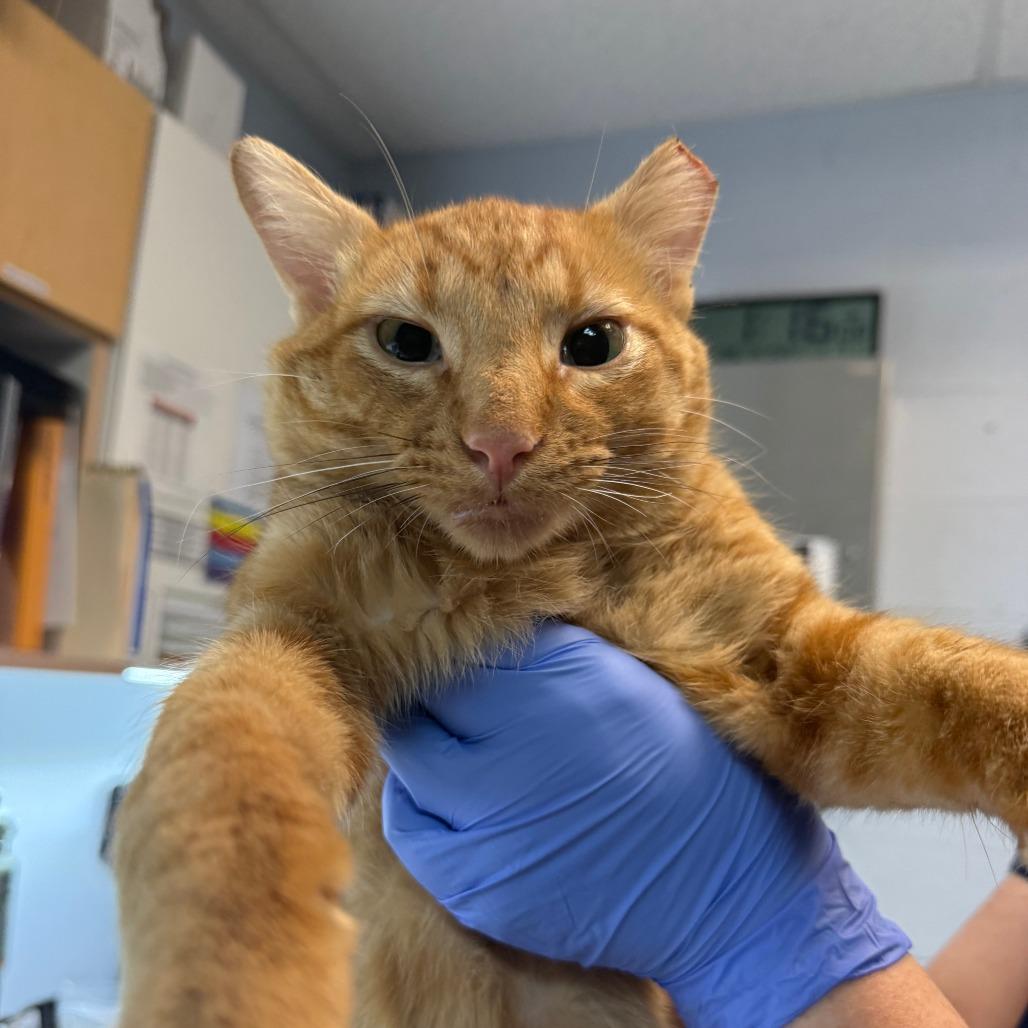 Enlarge Logan, a Adoptable Domestic Short Hair in Salt Lake City, UT image 1/2