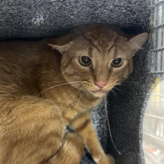 Enlarge Logan, a Adoptable Domestic Short Hair in Salt Lake City, UT image 2/2